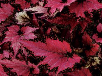 pink and black begonia leaves