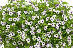 small white flowers