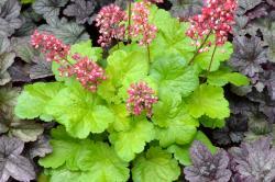 bright lime green leaves