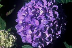 bright blue hydrangea flower