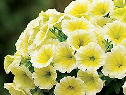 Yellow and white petunias