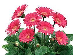 pink gerbera flowers