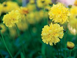 yellow flowers