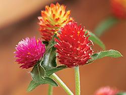 red purple flowers