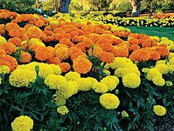 Yellow and orange marigolds