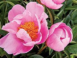 pink peony flower