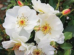 white rose