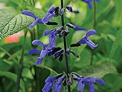purple salvia flower
