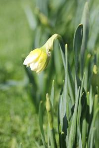 spring bulbs