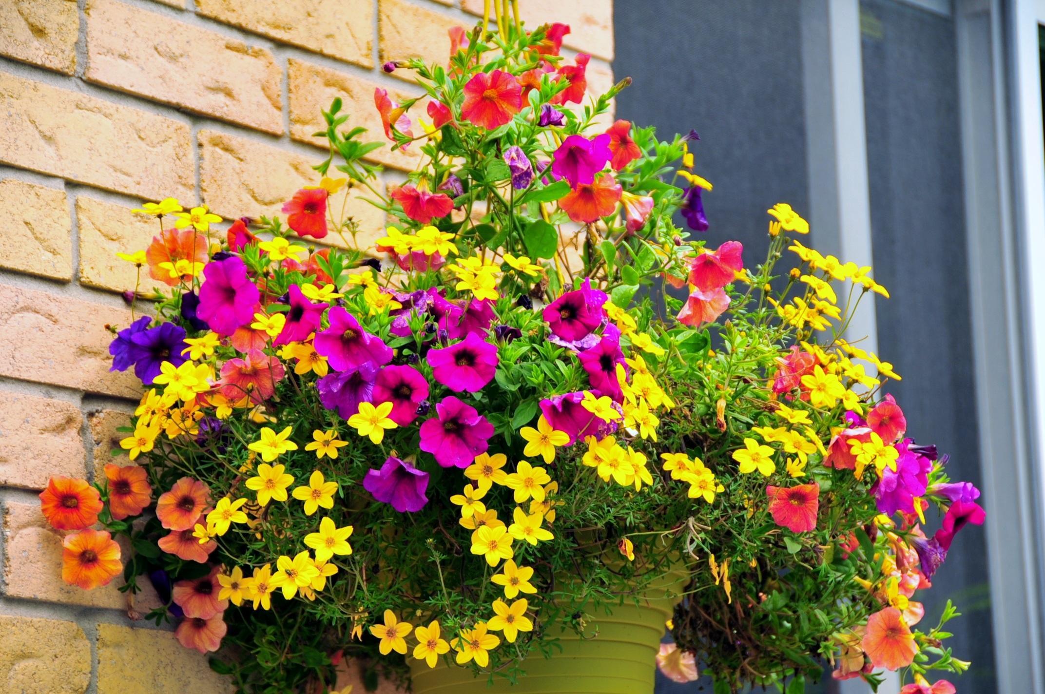 How To Create A Successful City Hanging Basket Landscape Ontario