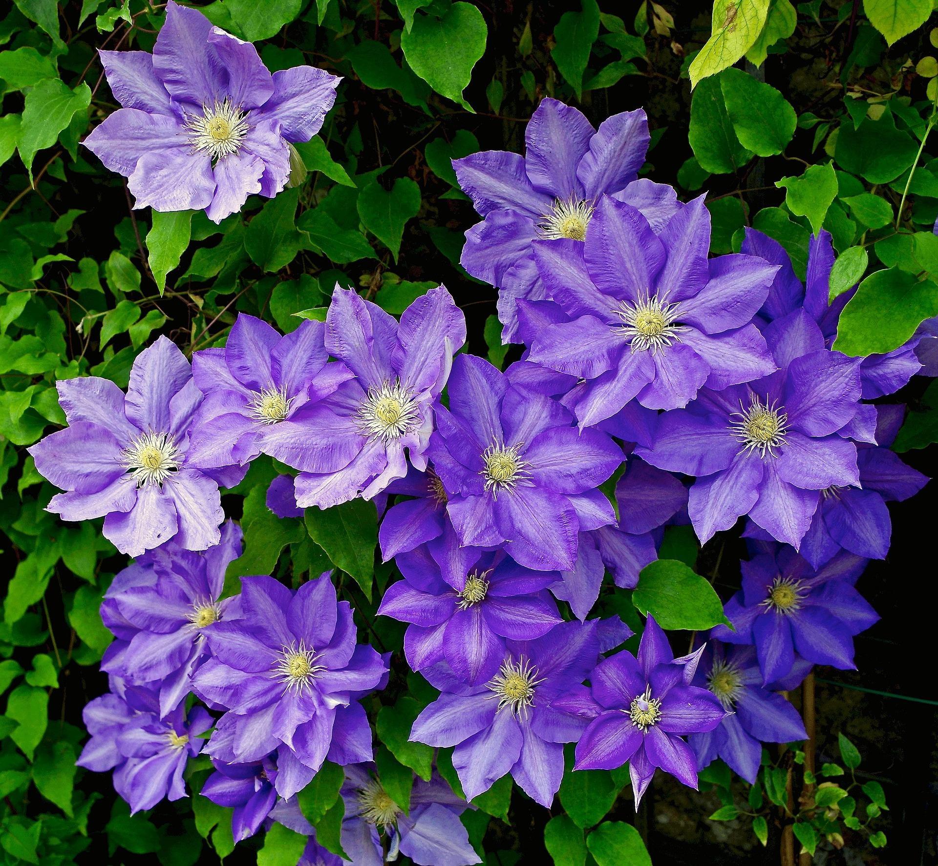 Why Is Clematis Pruning So Hard Landscape Ontario