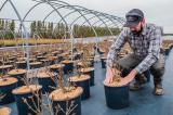 A coco-fibre disc being placed into a container plant.