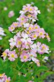 ‘Look-A-Likes Phloxy Baby’ is a different and attractive shrub rose in the trial gardens.