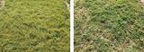 High endophyte-containing ryegrass (left) and Kentucky bluegrass (right).