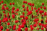 Gomphrena Qis Carmine