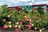 Last year over 800 roses were planted in LO’s rose garden. Even without winter protection, this spring the plants are thriving with very low mortality rate.