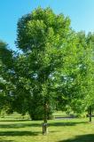 Blue ash is a long-lived tree, with some resistance to EAB.