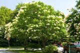 Grown naturally, the tree lilac develops into a very large shrub.