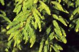 Bald cypress has soft, feathery needles.