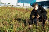 Kees Govers’ horticulture background helped him create a unique installation system for his company LiveRoof Ontario.