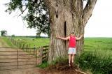 Peter Weber can’t completely hug this giant eastern cottonwood.