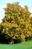 Few pests and diseases affect shagbark hickory.