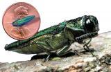 Emerald Ash Borer.