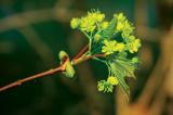 Acer flower bud.