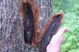 Sapwood staining is symptomatic of oak wilt. 