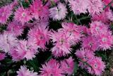 Dianthus Supra Pink is one of of the 2017 All-America Selections winners.