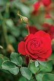 Canadian Shield rose