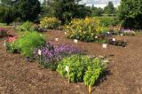 The 2020 trial set up at the Landscape Ontario site. Plots of exotic ornamentals only (foreground) were compared to plots of native plants (background; with sunflowers). There were four plots per plant category (native or exotic) in a randomized design.