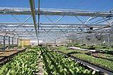 Patmore Garden Centre and Nursery of Brandon, Man.