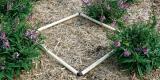 Weed counts were taken inside this quadrant; weeds were pulled out after the counts were taken. Photo shows  angelonia plants and chopped miscanthus mulch. 