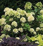 Little Lime Hydrangea