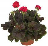 Geranium Brocade Cherry Night