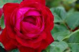 Vineland's Canadian Shield rose.