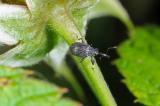 Strawberry Blossom Weevil (Anthonomus rubi)