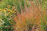 Schizachyrium scoparium