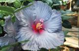 Blue hibiscus