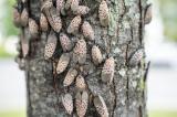 Spotted lanternfly poses a serious economic threat to Ontario's wine, horticulture and forestry industries.