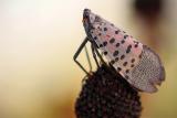 An adult Spotted Lanternfly.