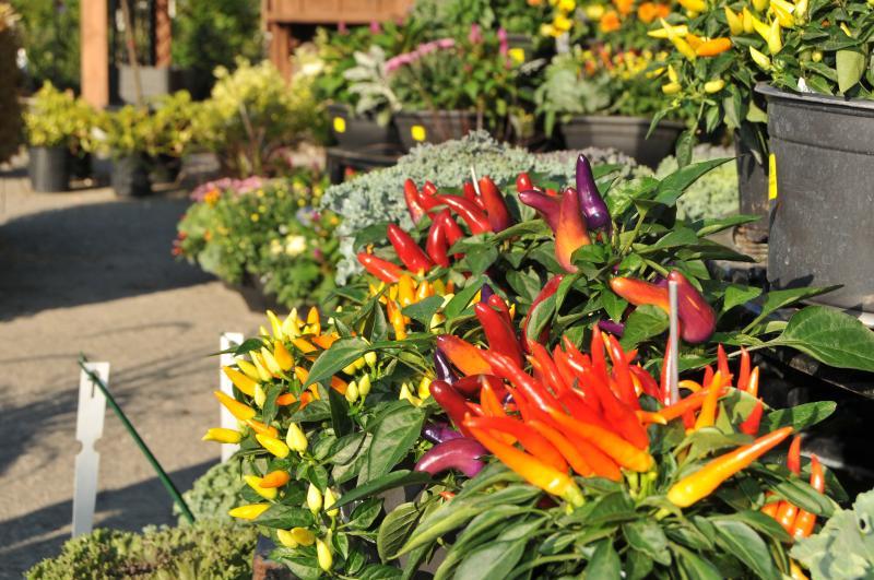 Baltimore Valley Garden Centre - Landscape Ontario