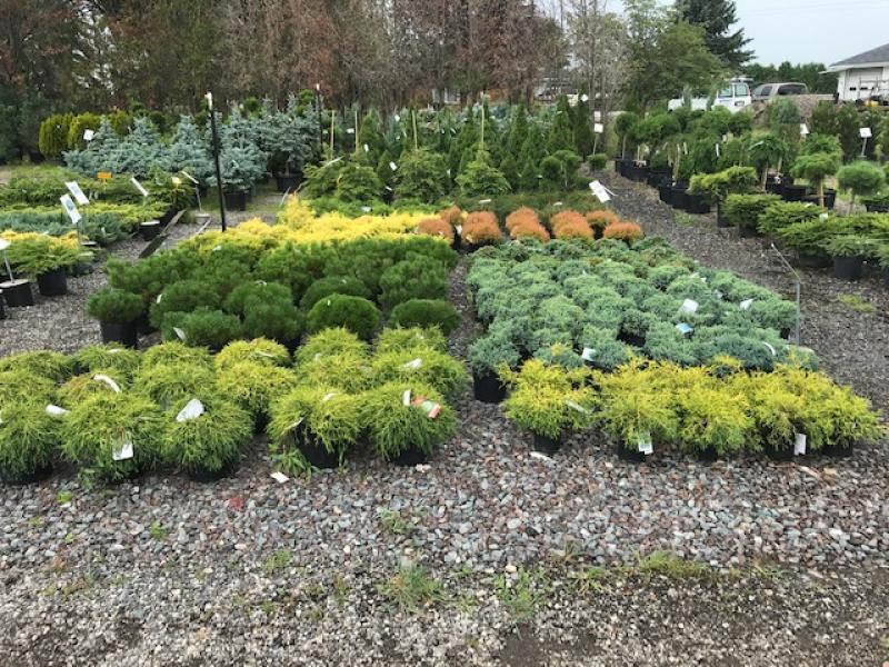 Maidstone Tree Farm - Landscape Ontario