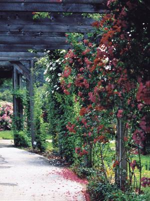 The Romantic Pergola Garden Landscape Ontario