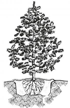 image of a tree showing size of rootball and hole
