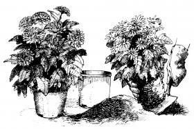 Image of 2 plants; one being planted