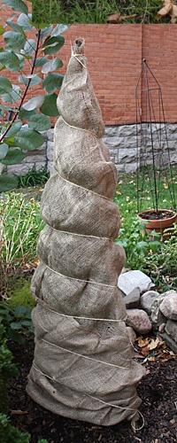 Burlap Wrap Is An Inexpensive Method For Winter Tree Care
