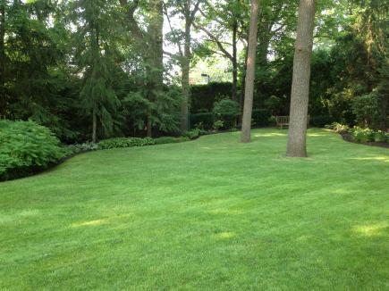 Green lawn and trees