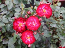 red mini rose flowers